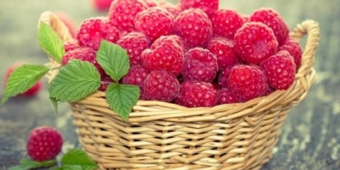 Kako đubriti maline u proleće